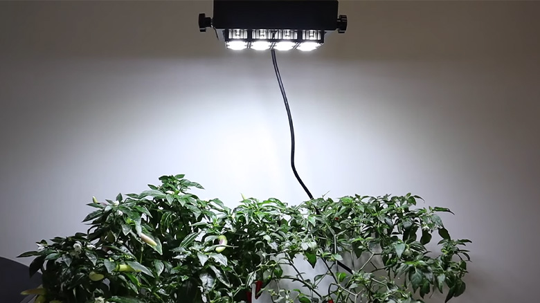 Can You Use a Floodlight to Grow Plants