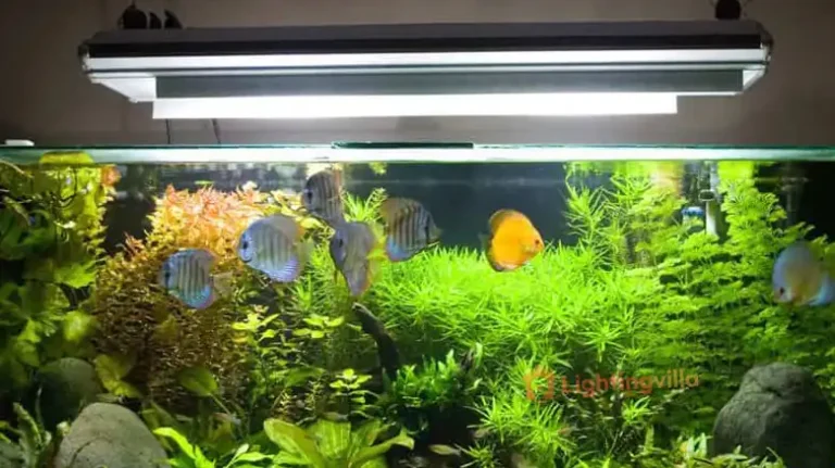 How to Dim Fish Tank Light? Need to Know the Importance