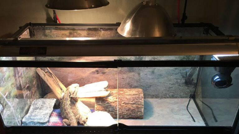 Is It Safe To Leave A Reptile Heat Lamp On All Day?